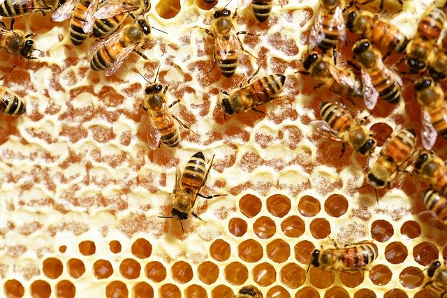 Tips on Bee Keeping 