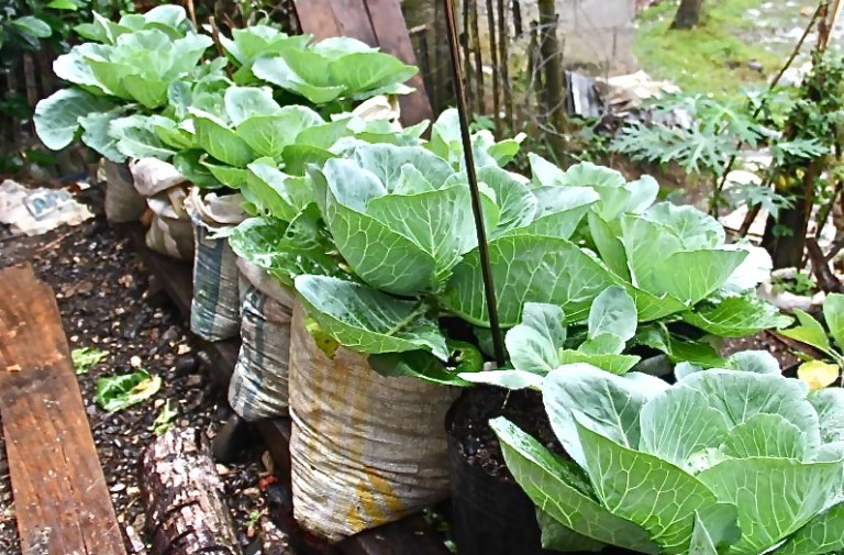 Planting Vegetables in Sack Bags