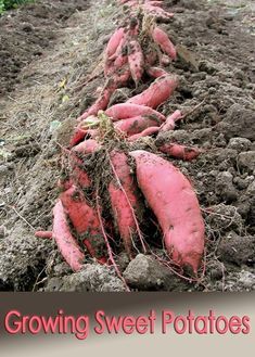 Planting Sweetpotatoes