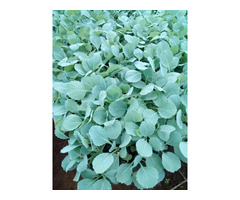 Cabbage /Kales/Collards Seedlings