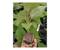 KIWI Seedlings