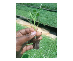 Tomato Seedlings - 1