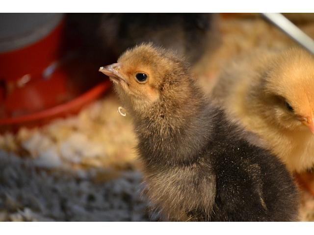 Poultry Farming Guide - 1