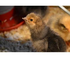 Poultry Farming Guide - 1