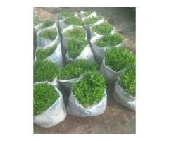 Kayaba Seedlings - 1