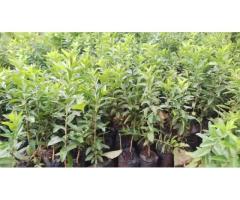 Kayaba Seedlings