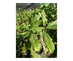 Macadamia Seedlings