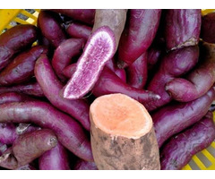 Purple Sweet Potatoes - 1