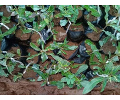 Macadamia Seedlings - 1