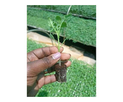 Seedlings - 1
