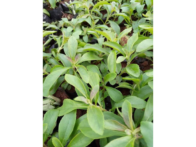 Stevia Seedlings - 1