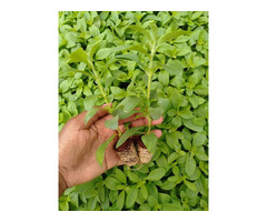 Stevia Seedlings