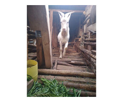 Saanen Goat - 1