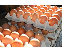 Ordinary Eggs