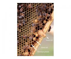 Beekeeping | Honey - 1