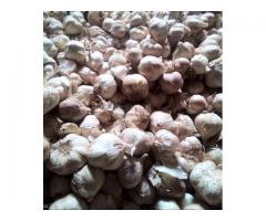 Garlic Seeds - 1