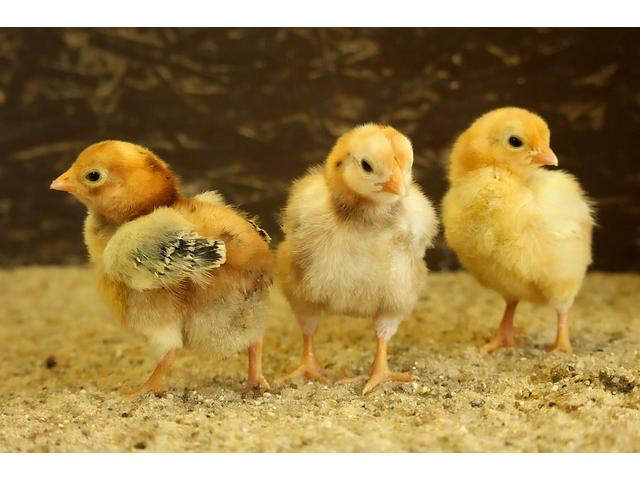 Poultry Chicks - 1