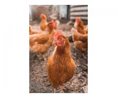 Poultry Farm - 1
