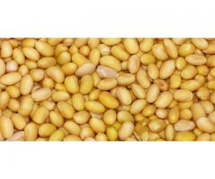 Yellow Beans - 1