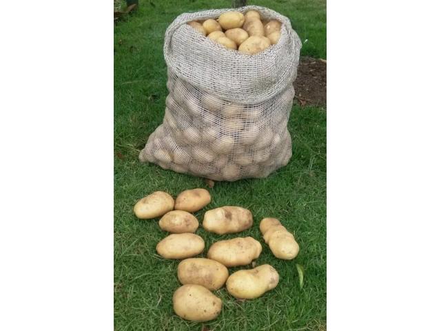 Markies Potato Seed - 1
