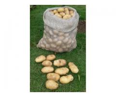 Markies Potato Seed - 1