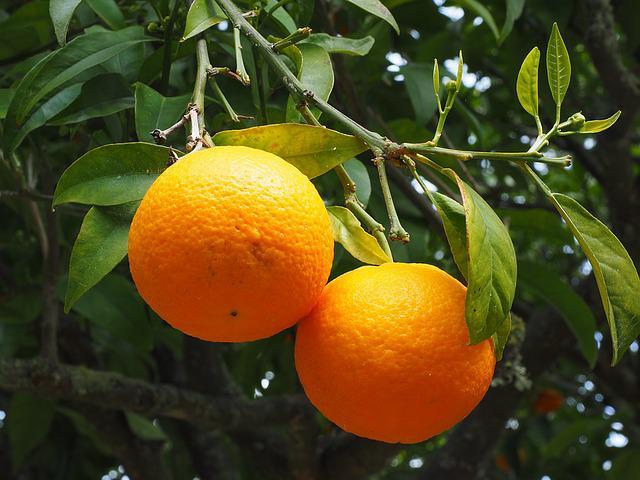 Pixie Orange Seedlings - 1
