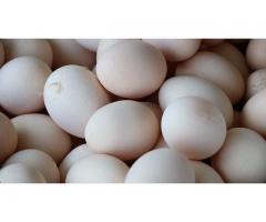 Fertilized Eggs - 1