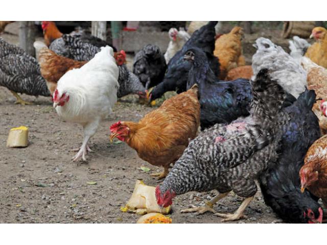 Kienyeji Poultry  Guide - 1