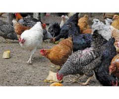 Kienyeji Poultry  Guide - 1