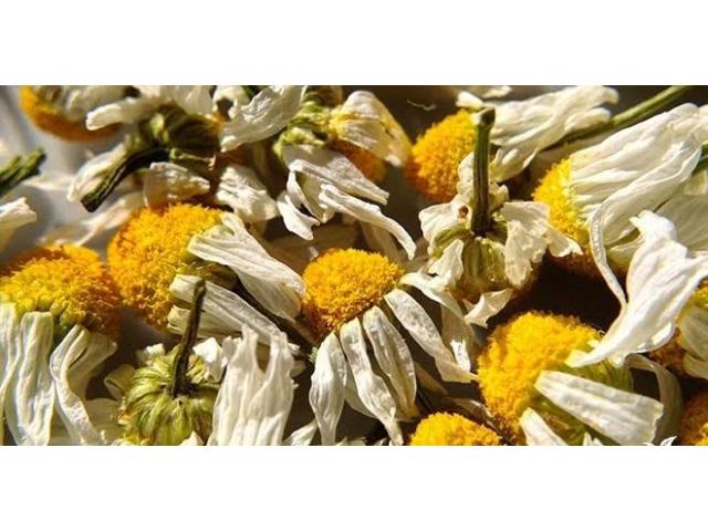 Chamomile Herb Flowers - 1
