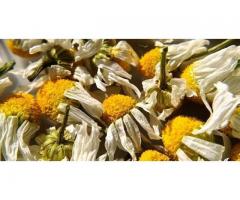 Chamomile Herb Flowers - 1