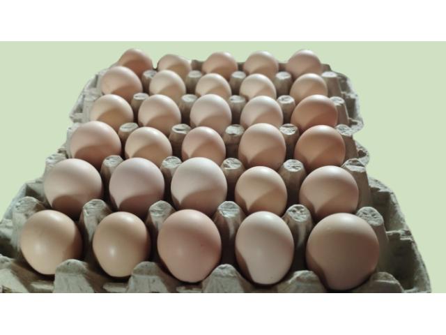 Kienyeji Eggs - 1