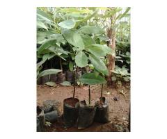 Grafted HASS Avocado Seedlings. - 1