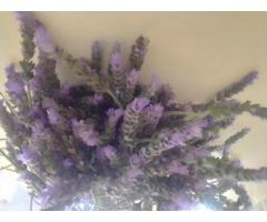 Organic English Lavender