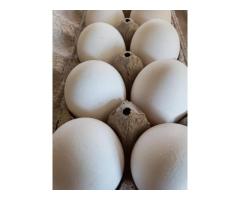 Fertilized Eggs - 1