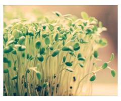 MicroGreens - 1