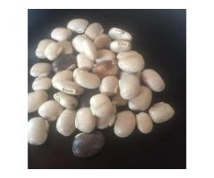 Mucuna Velvet Beans - 2