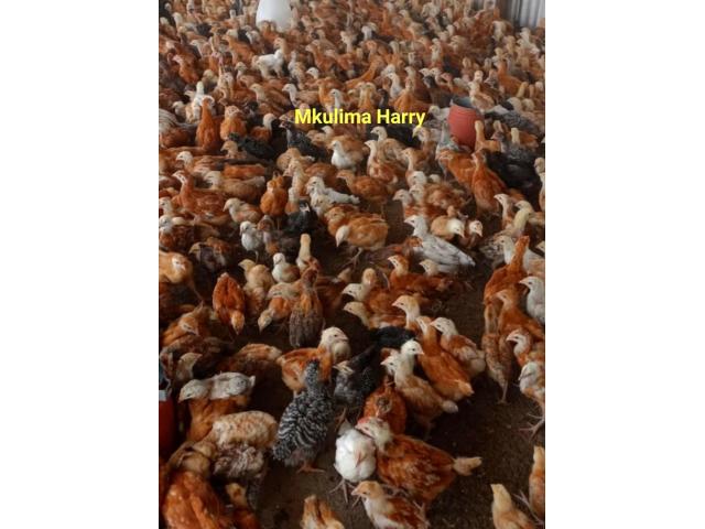 High Quality One Month Old Improved Kienyeji Chicks in Machakos - 1