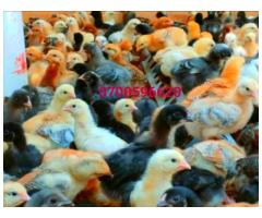 Vaccinated Improved Kienyeji Chicks - 1