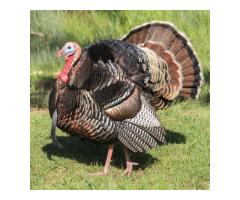 Male Turkey