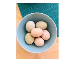 Kienyeji eggs