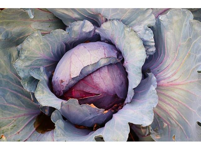 Red cabbage - 1