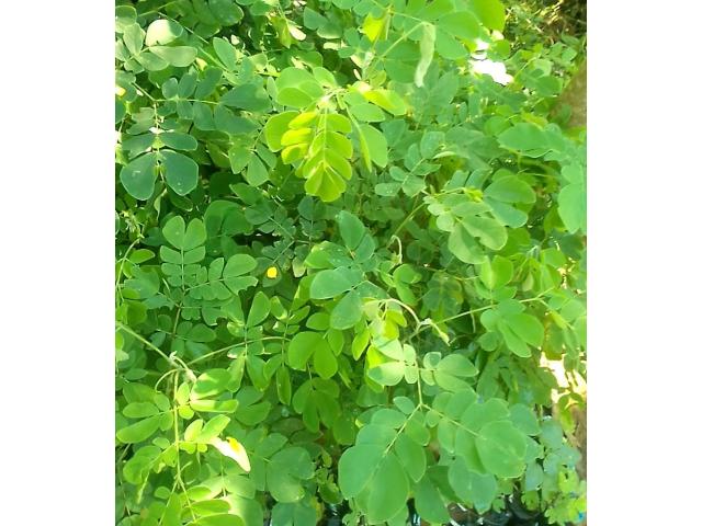 Mtsani Ndovu seedlings - 1