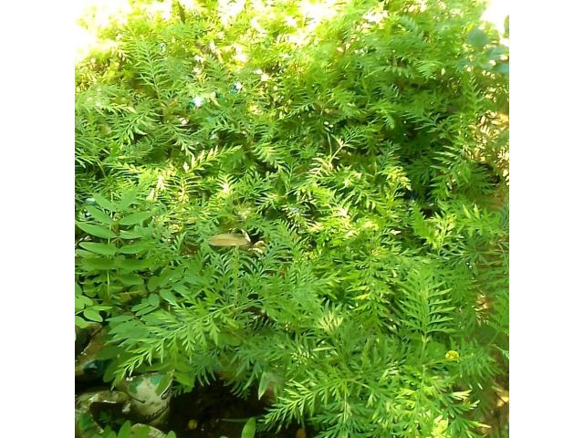 Acacia and Palm Seedlings - 1