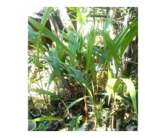 Acacia and Palm Seedlings - 2