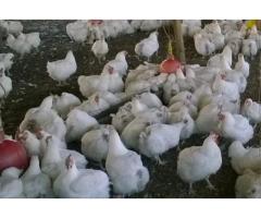 Broilers chicken - 1
