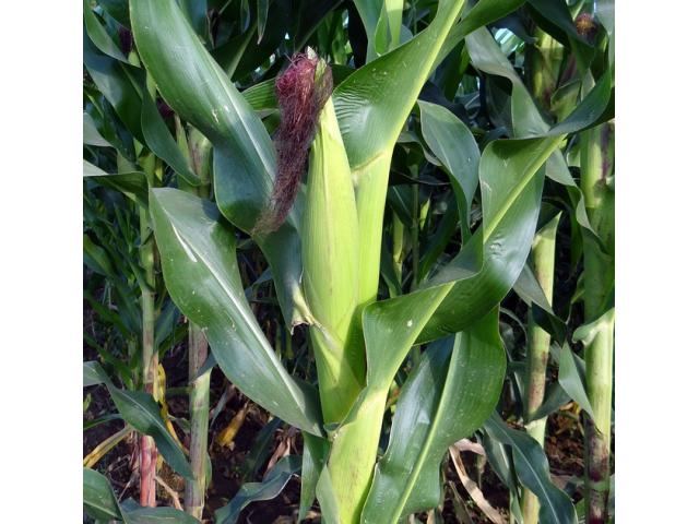 Green fresh maize - 1