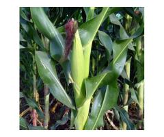 Green fresh maize