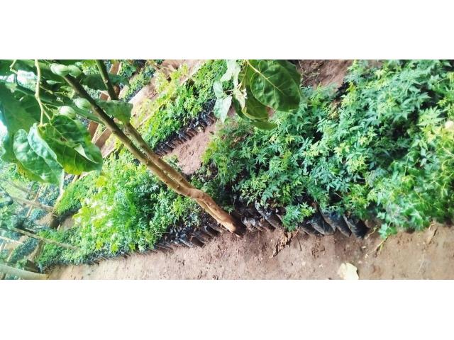 Mukau-Melia Seedlings - 1