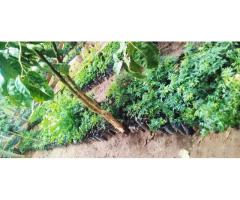 Mukau-Melia Seedlings